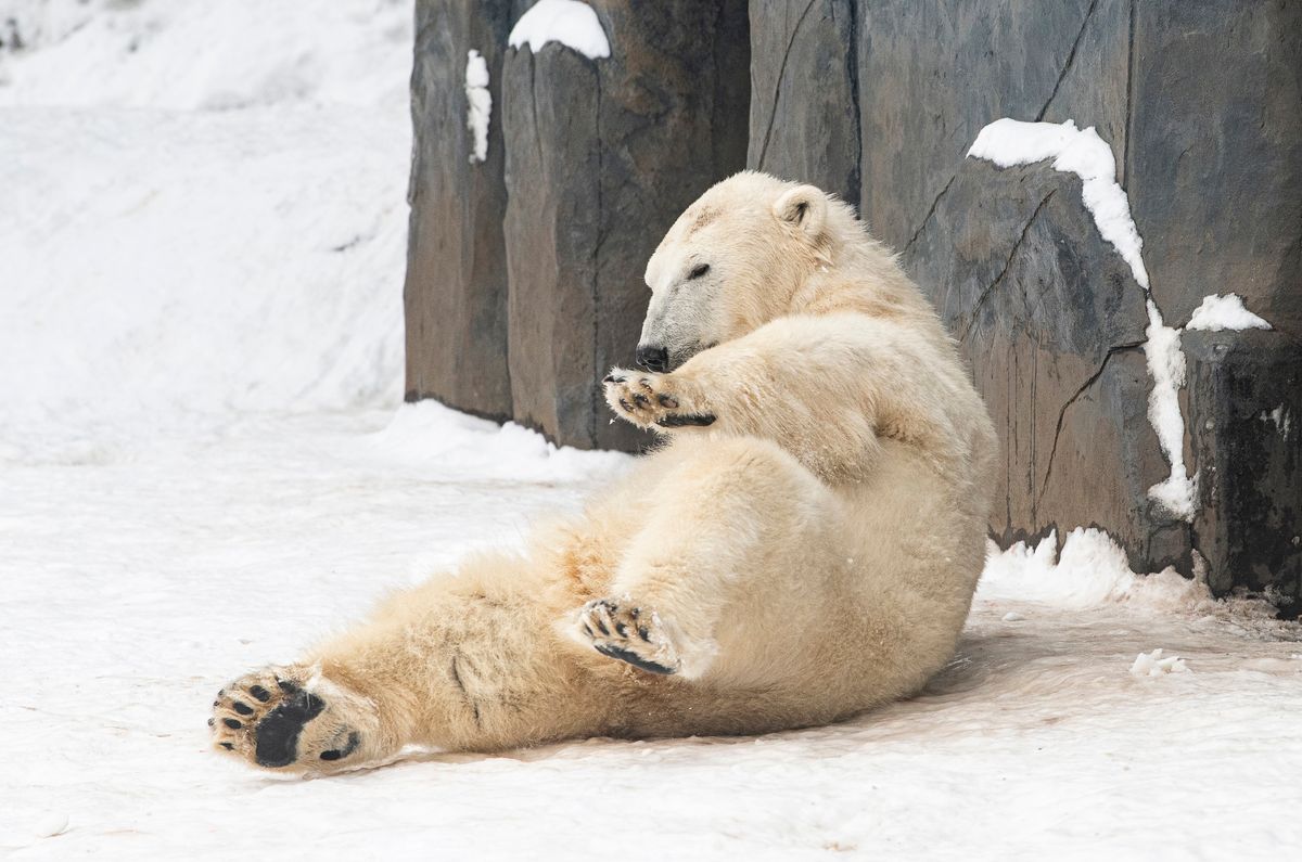 Nyíregyháza, 2026. január 7.
Jegesmedve (Ursus maritimus) a Nyíregyházi Állatparkban a havazás után 2026. január 7-én.
MTI/Balázs Attila