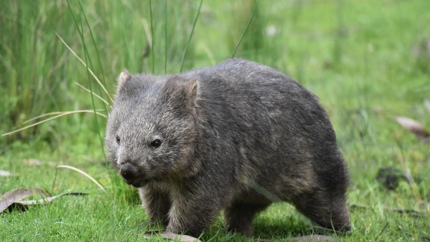 Kvíz kérdést ábrázoló kép.