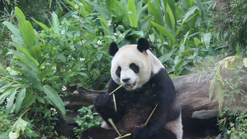 Kvíz kérdést ábrázoló kép.