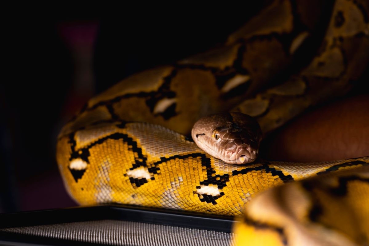 Azt hitte, a kutyája, de egy piton ült a kismama mellkasán éjszaka.