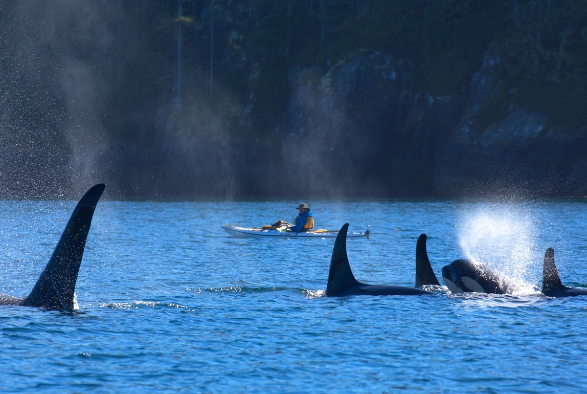 Menopauza okai és a kardszárnyú delfinek