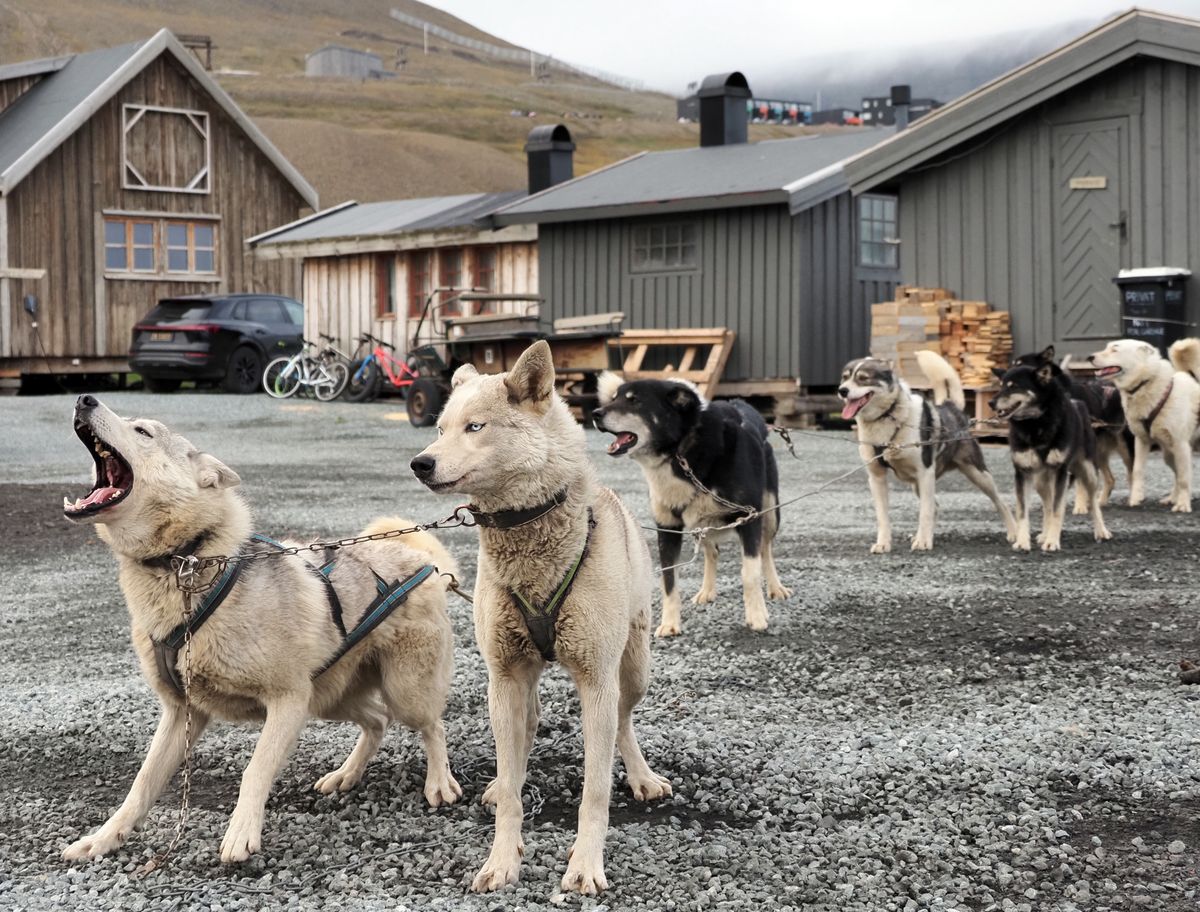 norvégia, Longyearbyen kutyaszán