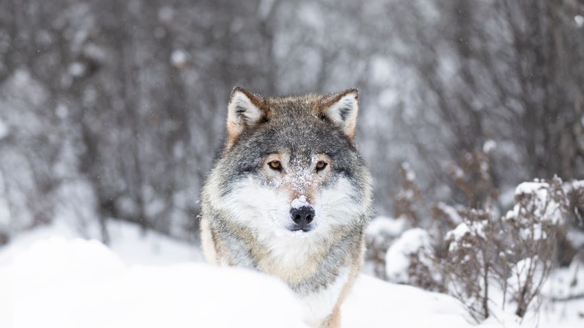 Kvíz kérdést ábrázoló kép.