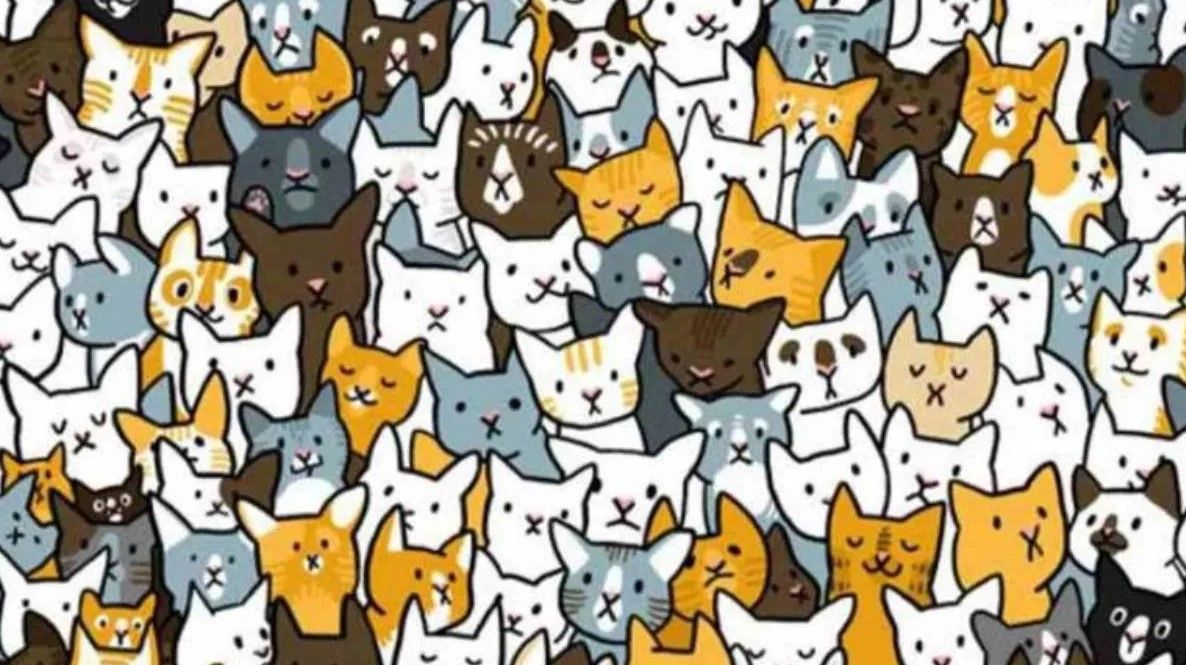 IQ-teszt: találd meg a macskák között elrejtőzött nyuszit.