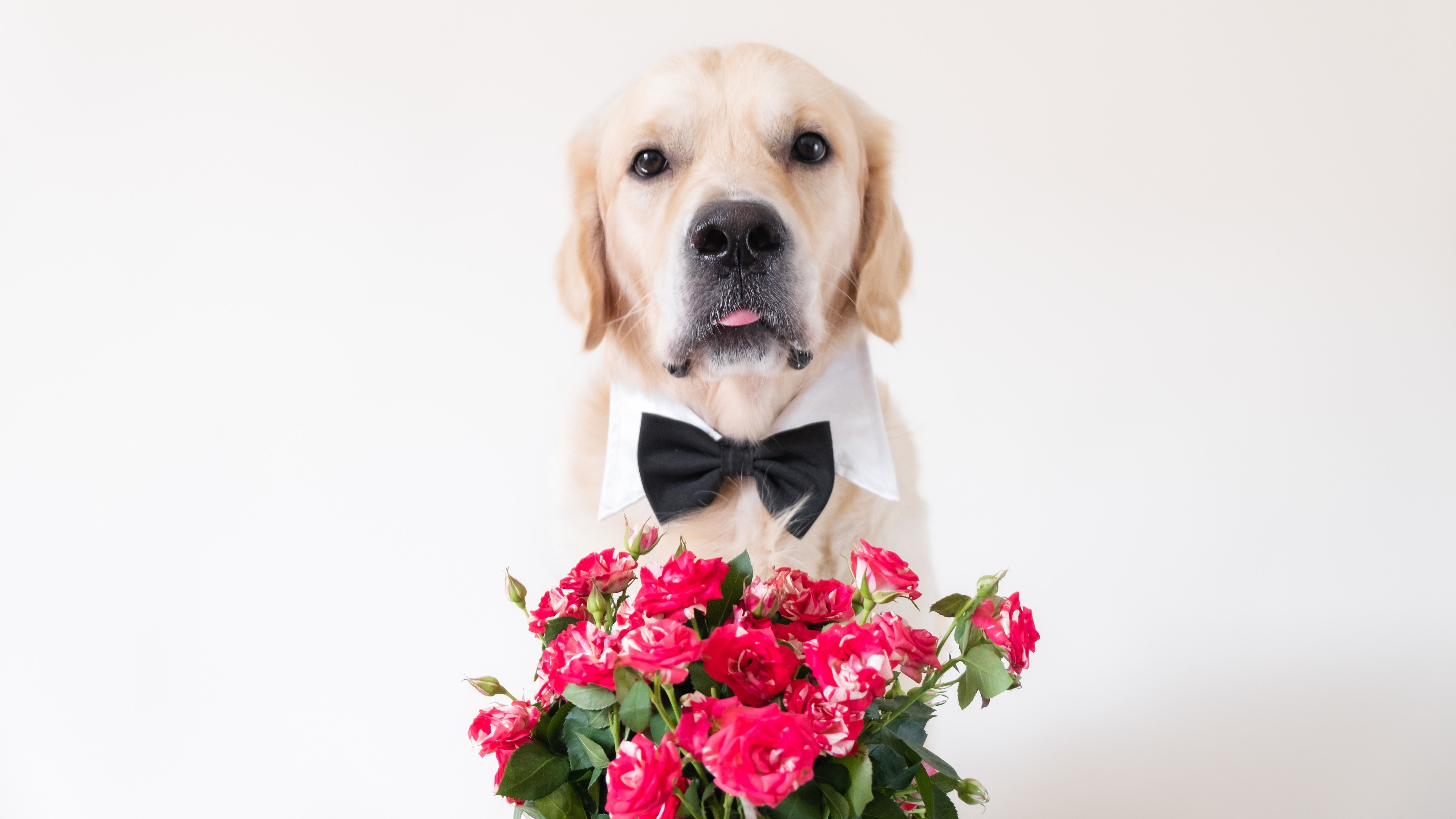 Kutya esküvőre készül virággal.