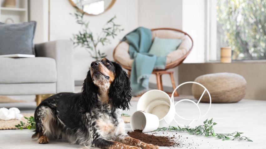 Kvíz kérdést ábrázoló kép.