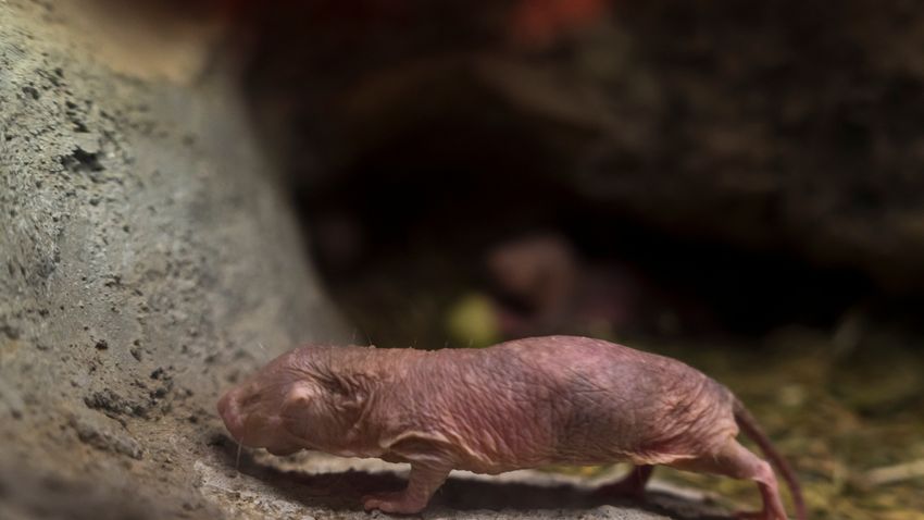 Kvíz kérdést ábrázoló kép.