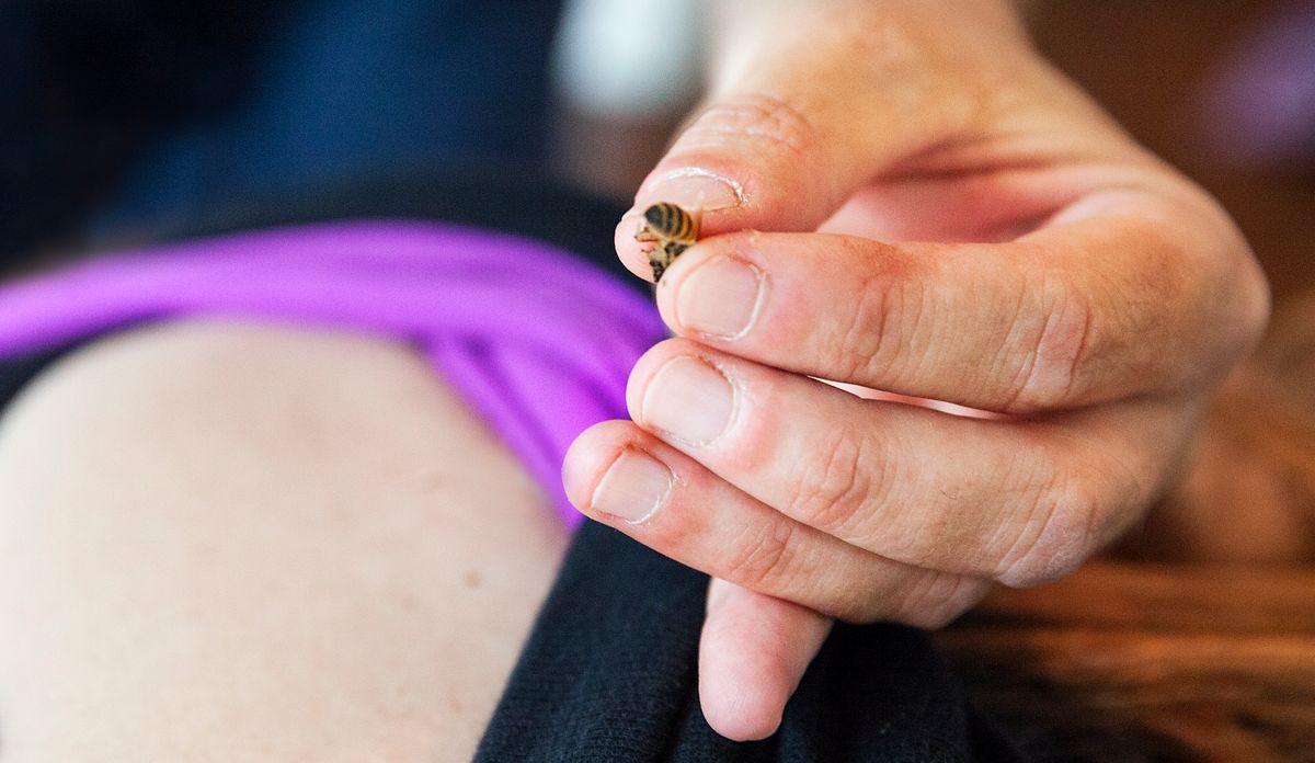 A méhméreg természetes csodaszer, de ne nem mindenre jó