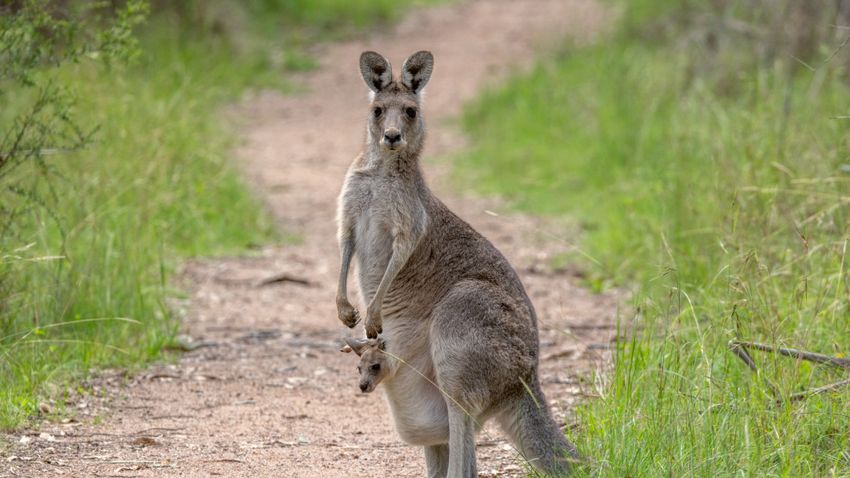 Kvíz kérdést ábrázoló kép.