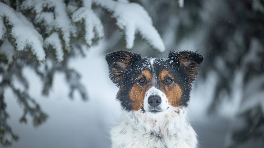 Kvíz kérdést ábrázoló kép.