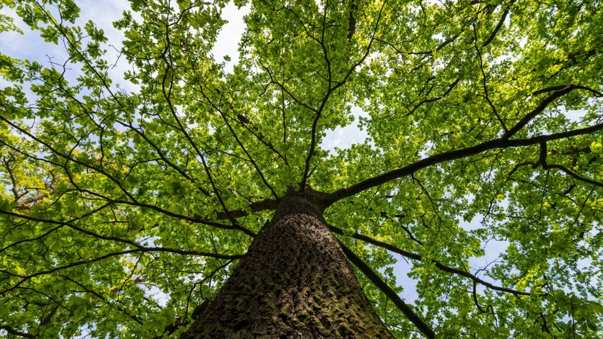 Kvíz kérdést ábrázoló kép.