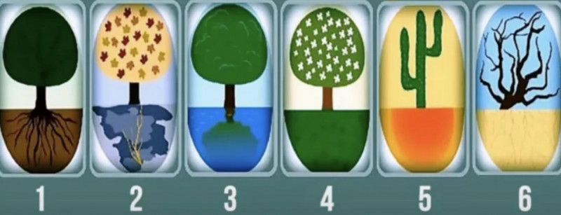  Nézd meg a hat különböző fát ábrázoló képet, és válaszd ki azt, amelyik elsőre megfog. Ne elemezd, ne agyald túl, csak érezd! Aztán görgess tovább, és nézd meg, mit árul el rólad a választásod, ez a személyiségteszt.