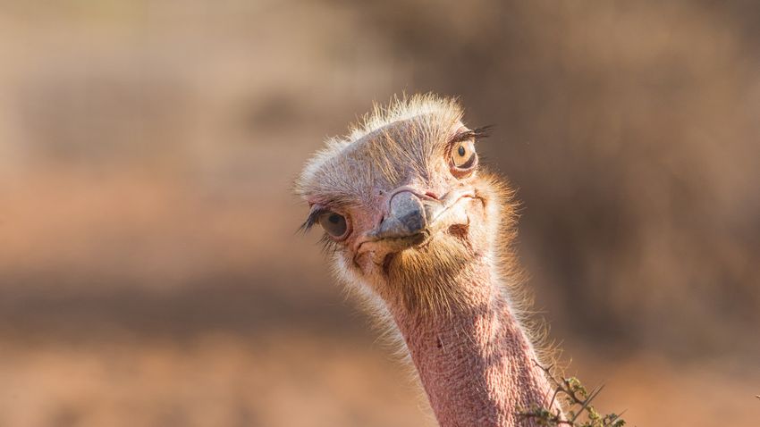 Kvíz kérdést ábrázoló kép.