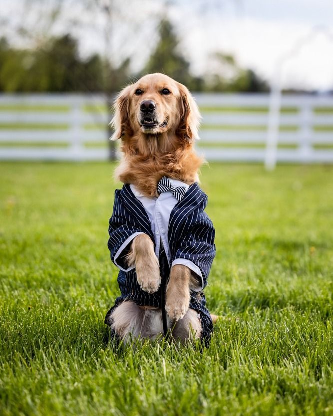 Golden retriever kutya házasodna.