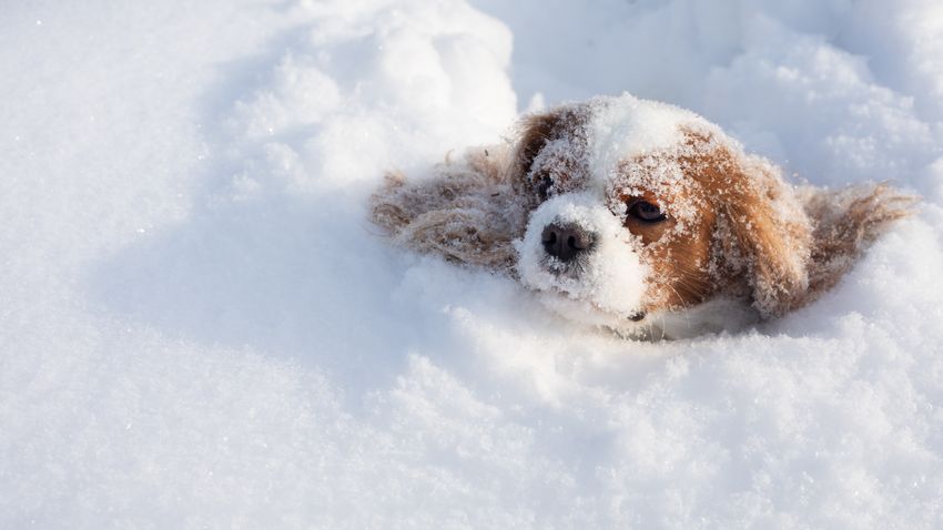 Kvíz kérdést ábrázoló kép.
