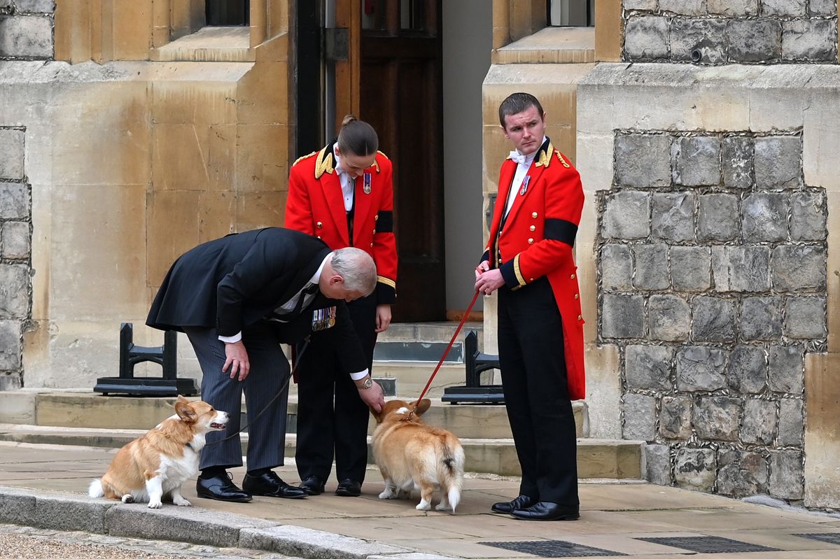 Andrew Mountbatten-Windsor gondozza Erzsébet királyné corgijait.