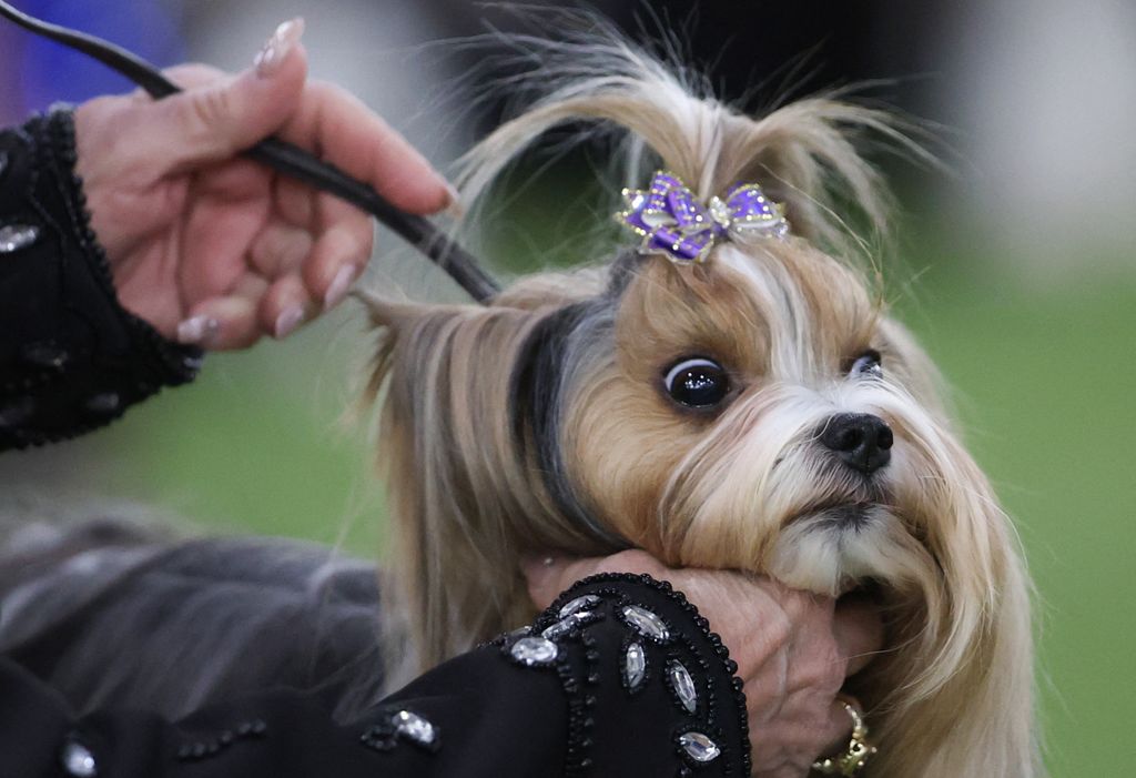 150th Westminster Dog Show