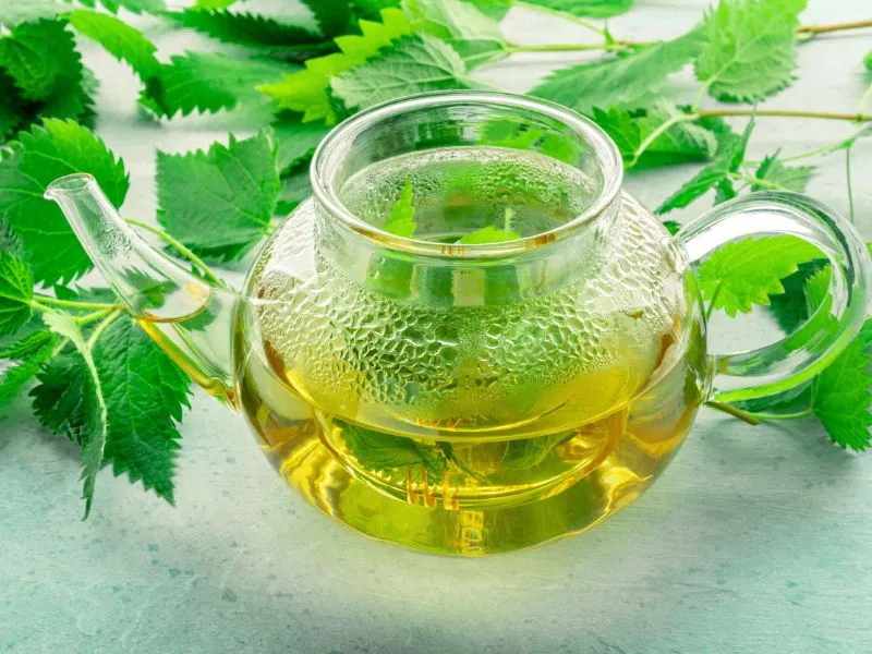 Ezek a csalán előnyei