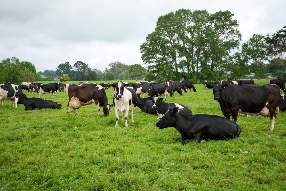 Tehenek, A2 tej cikkhez.