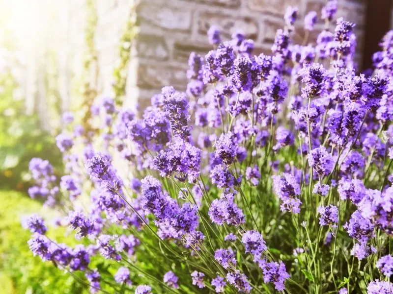 Ezek a legjobb kevés gondozást igénylő növények