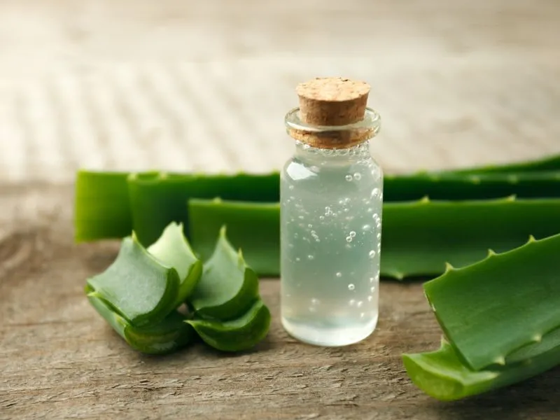 aloe vera felhasználása