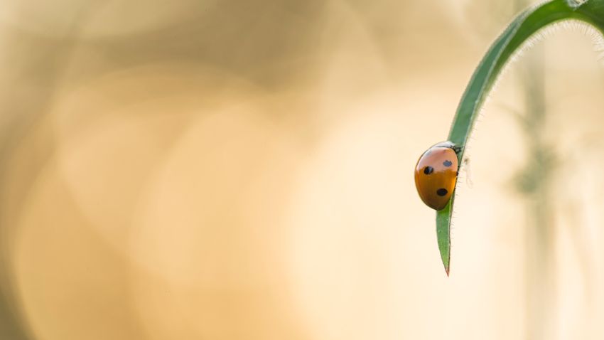 Kvíz kérdést ábrázoló kép.