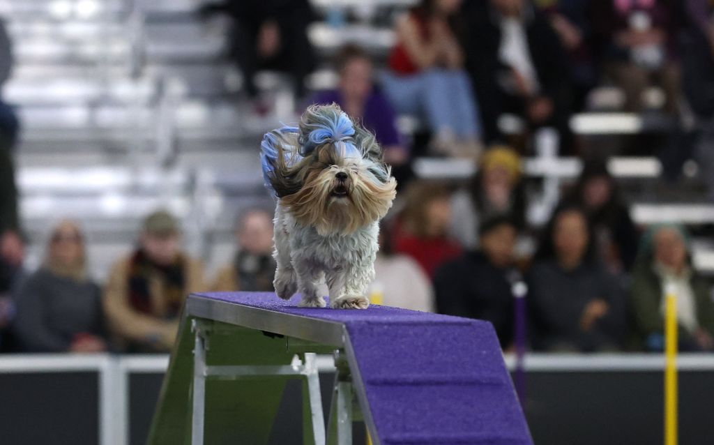 150th Westminster Dog Show