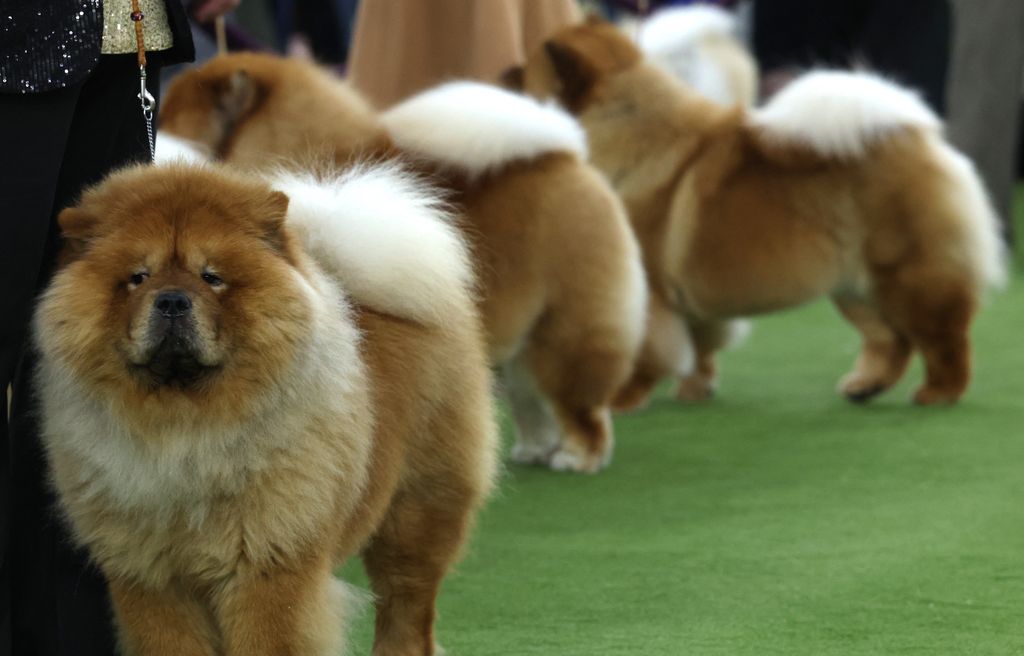 150th Westminster Dog Show