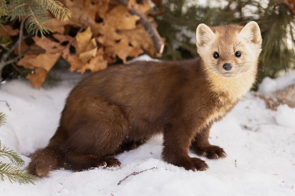 American marten in winter in Minnesota