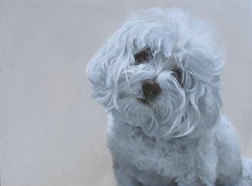 Samantha, Barbra Streisand kutyája -  Őt klónoztatta a színésznő