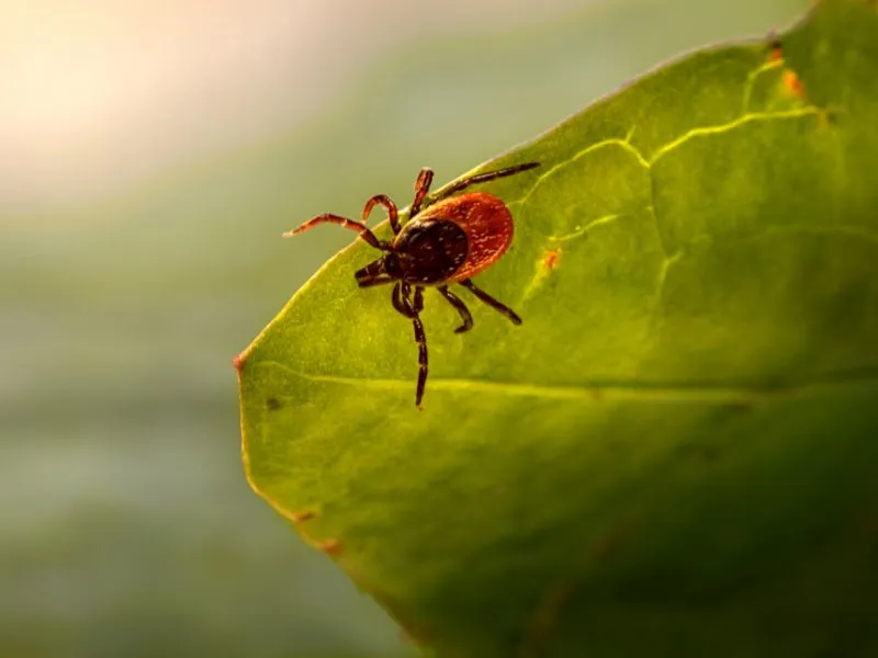 Így védekezz kullancs ellen