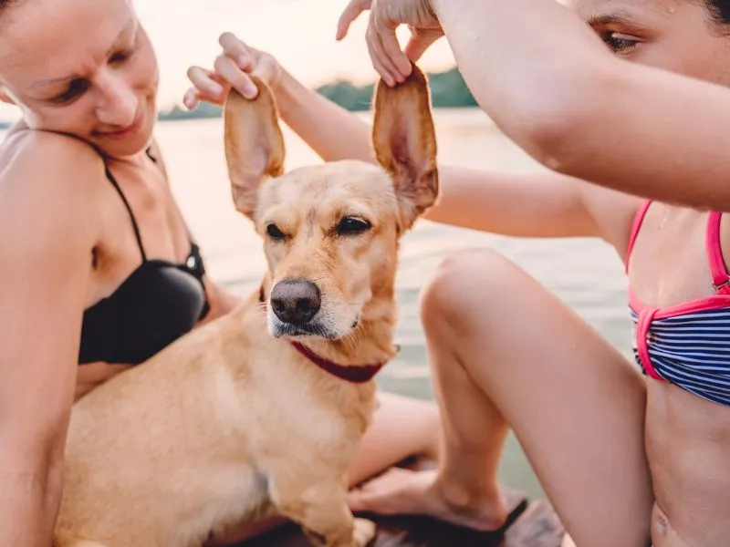 A kutyabarát nyaralás az egész családnak kikapcsolódás