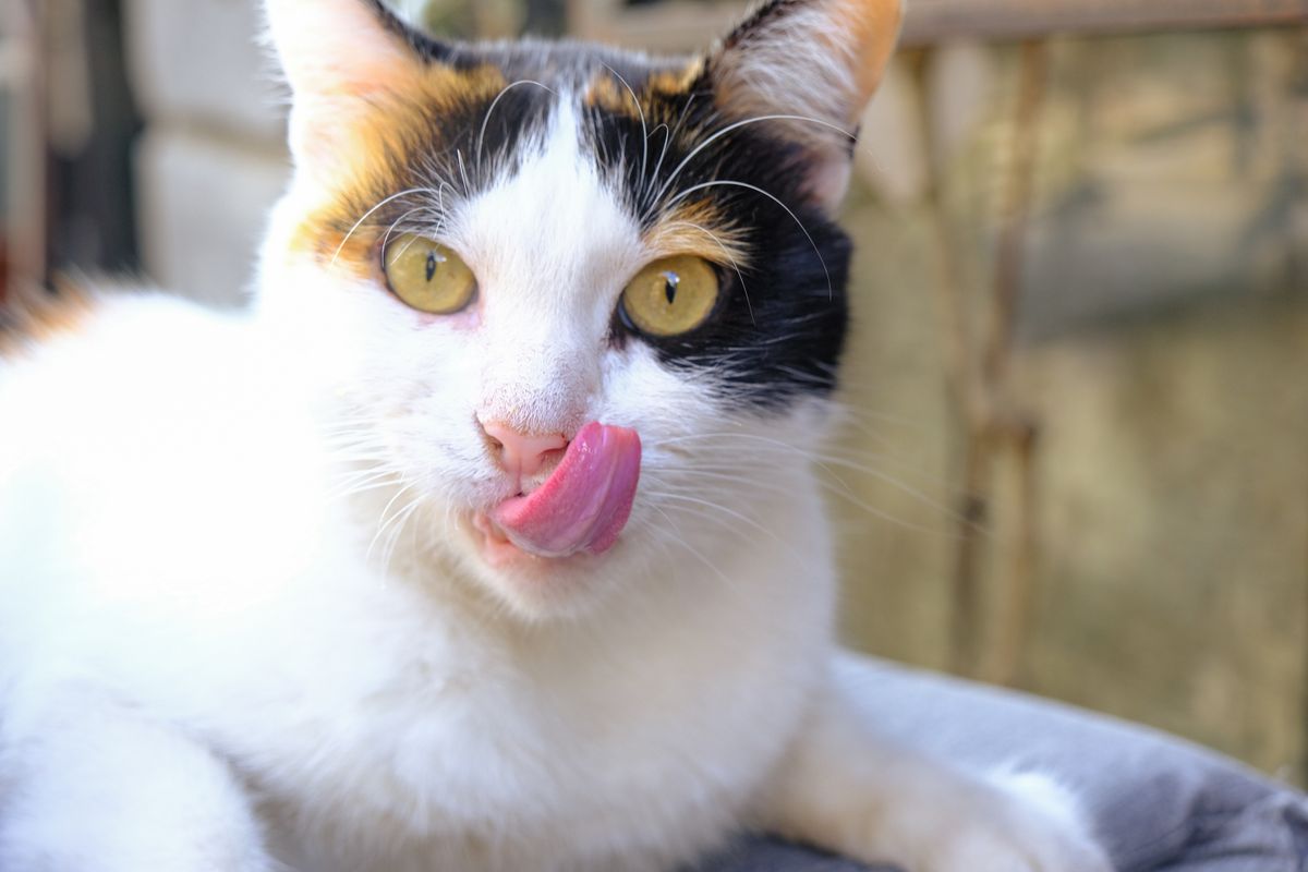 A jóllakottság érzését dorombolással és lágy nyávogással fejezik ki a macskák. De mi mást jelenthetnek ezek a hangok még a macskafordító app szerint?