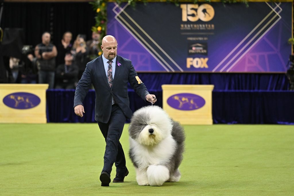150th Westminster Dog Show