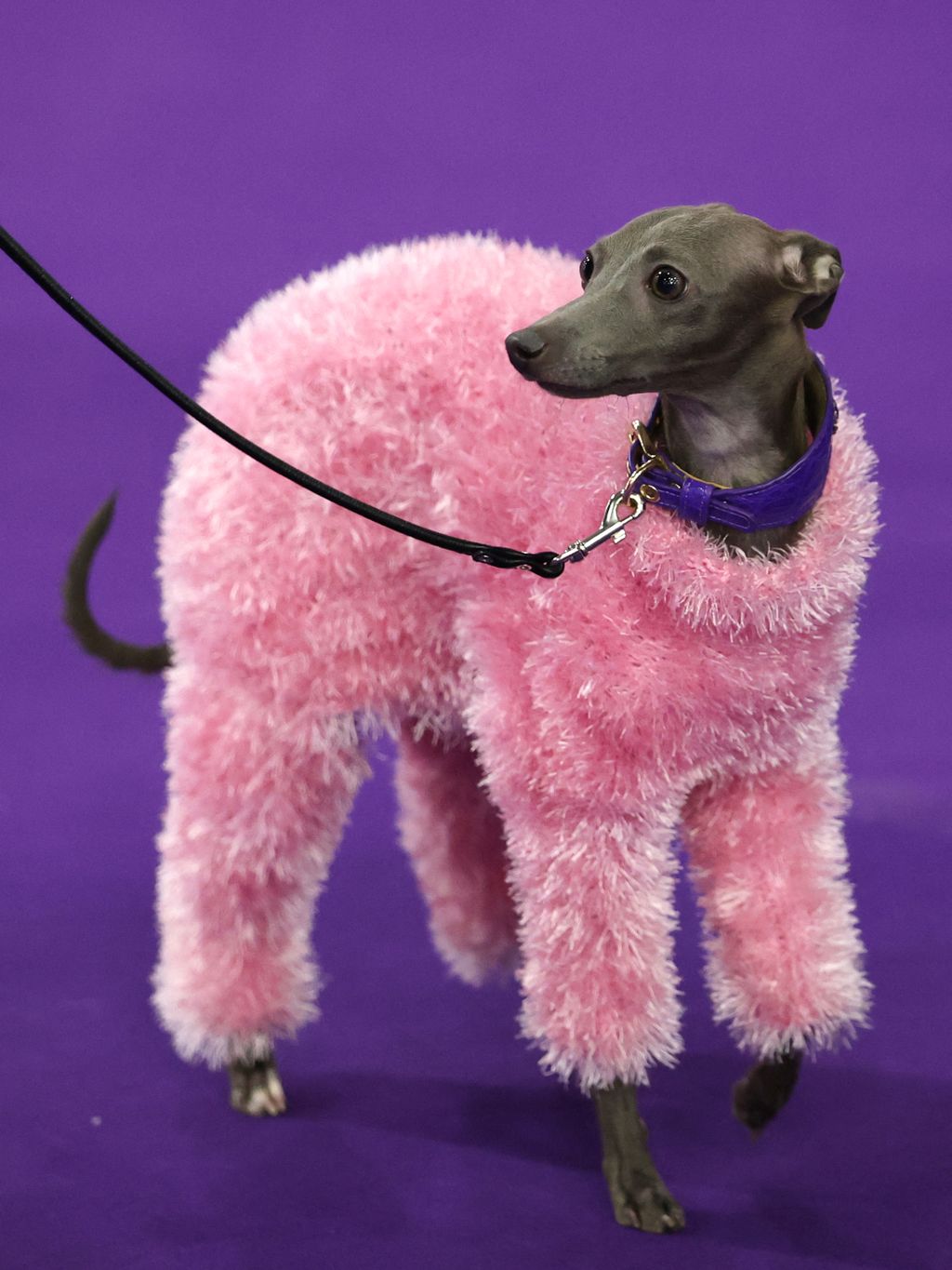 150th Westminster Dog Show