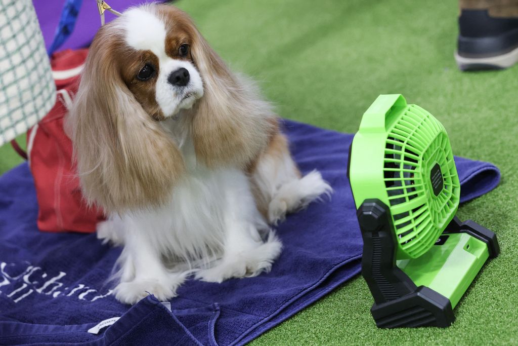 150th Westminster Dog Show