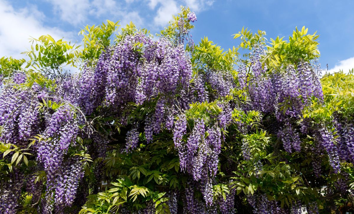 Lilaakác, avagy wisteria, amiről elneveztek egy frufrut