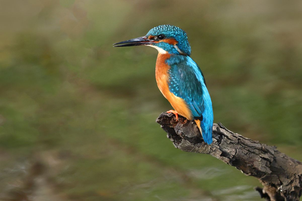Minden születési hónaphoz tartozik egy különleges madár.