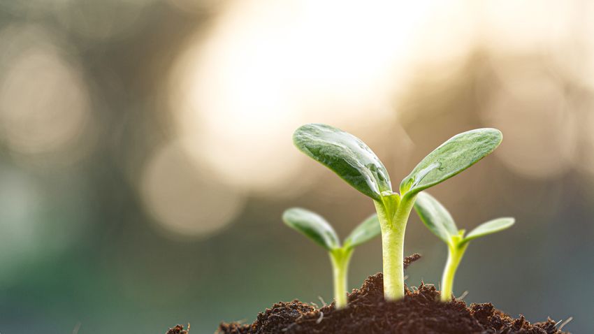 Kvíz kérdést ábrázoló kép.