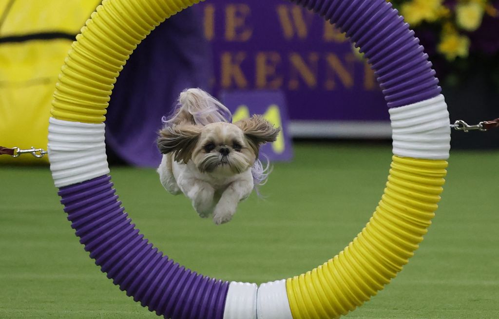 150th Westminster Dog Show