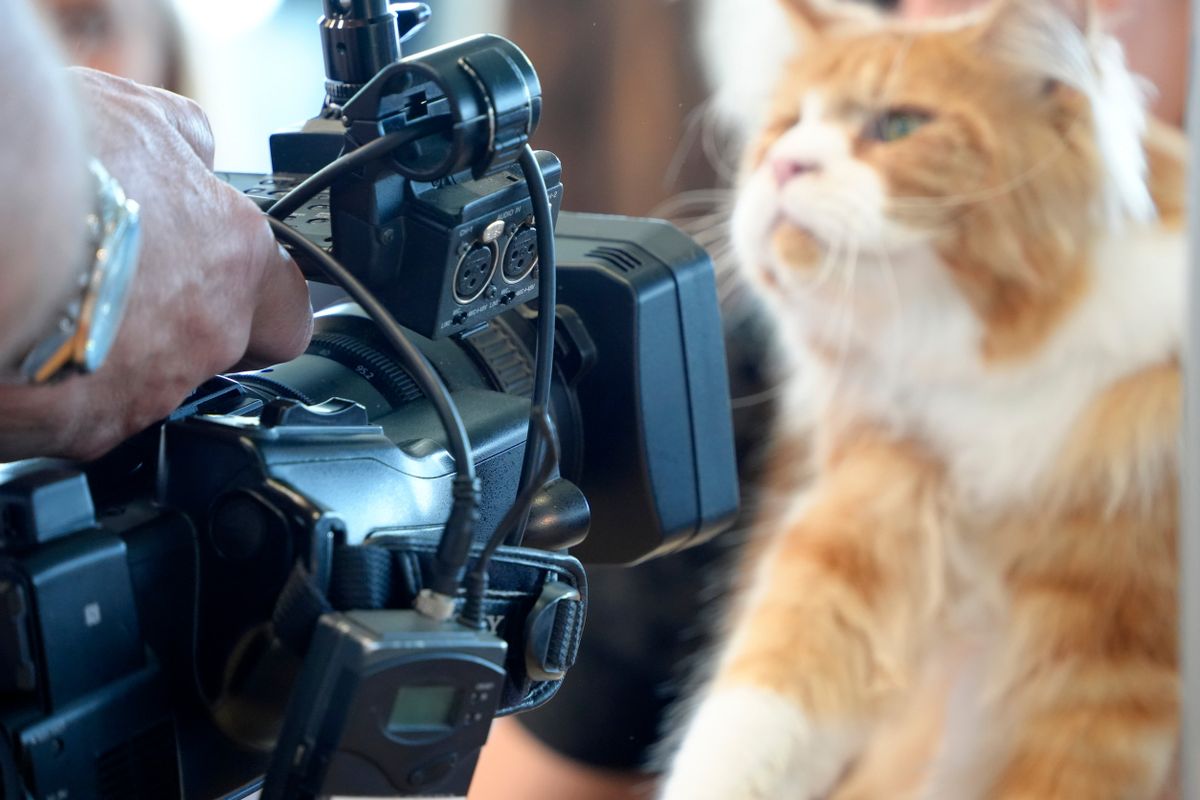 filmtörténet macskái