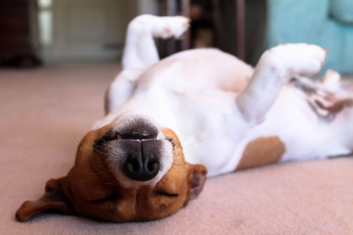 kutyák alvási szokásai