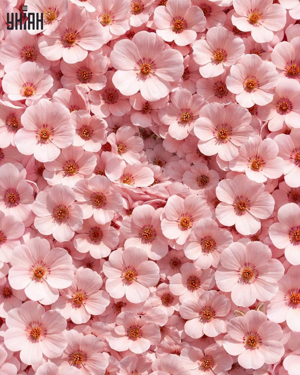 IQ-teszt, képes rejtvény