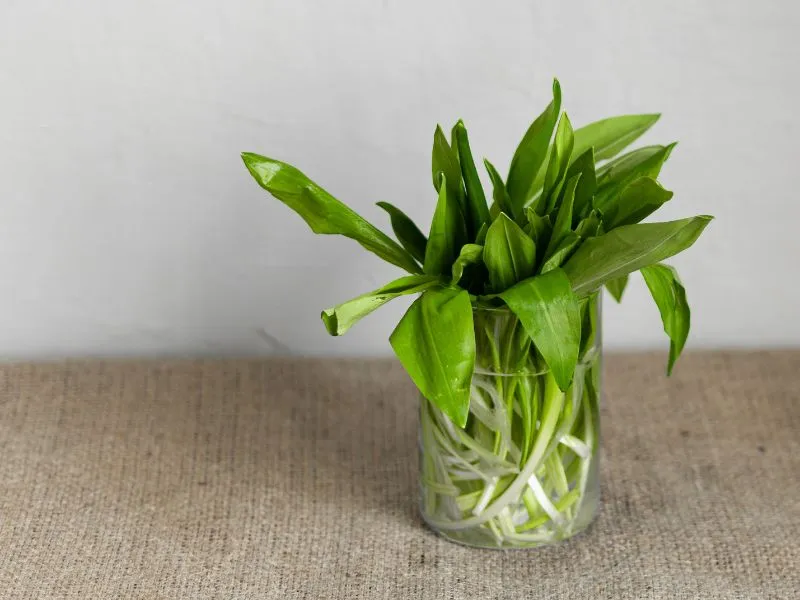 A medvehagyma a kora tavaszi erdők jellegzetes növénye