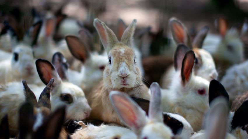 Kvíz kérdést ábrázoló kép.