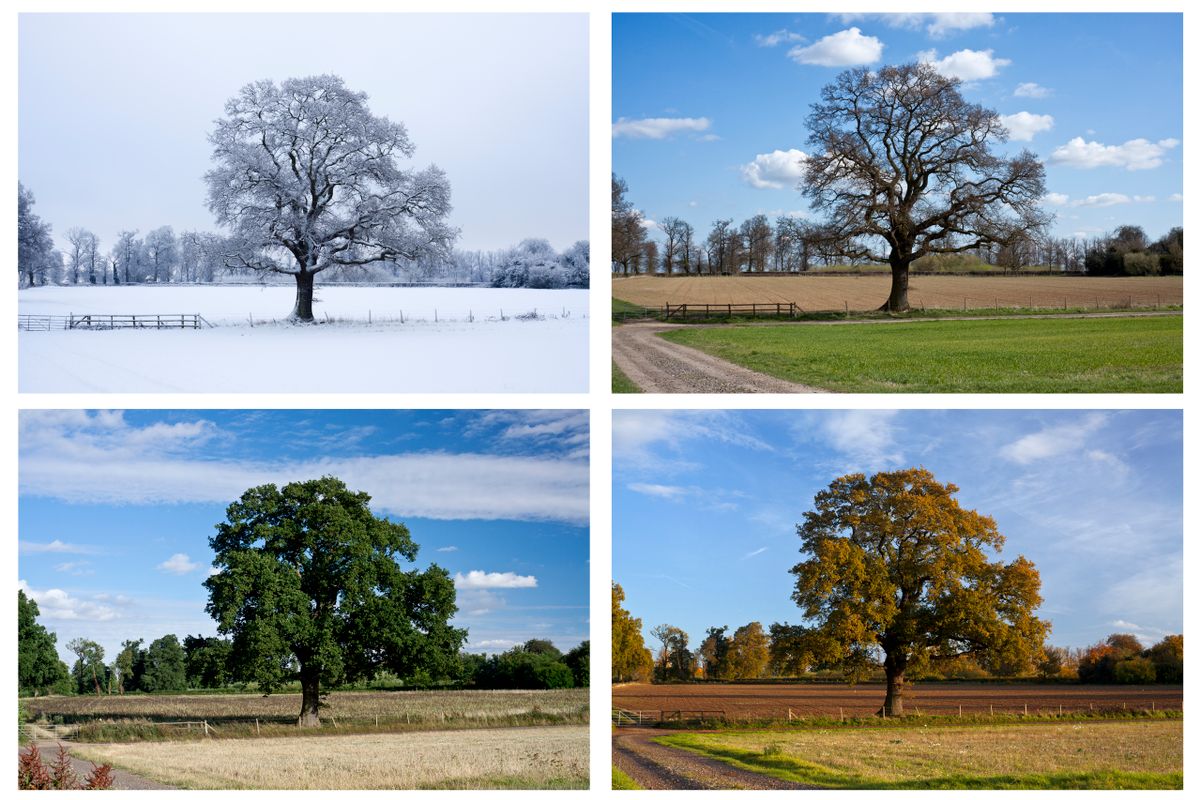 Személyiségteszt: négy évszak: tél, nyár, tavasz, ősz.