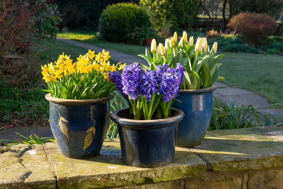 a tavasz hírnökei jácint tulipán nárcisz