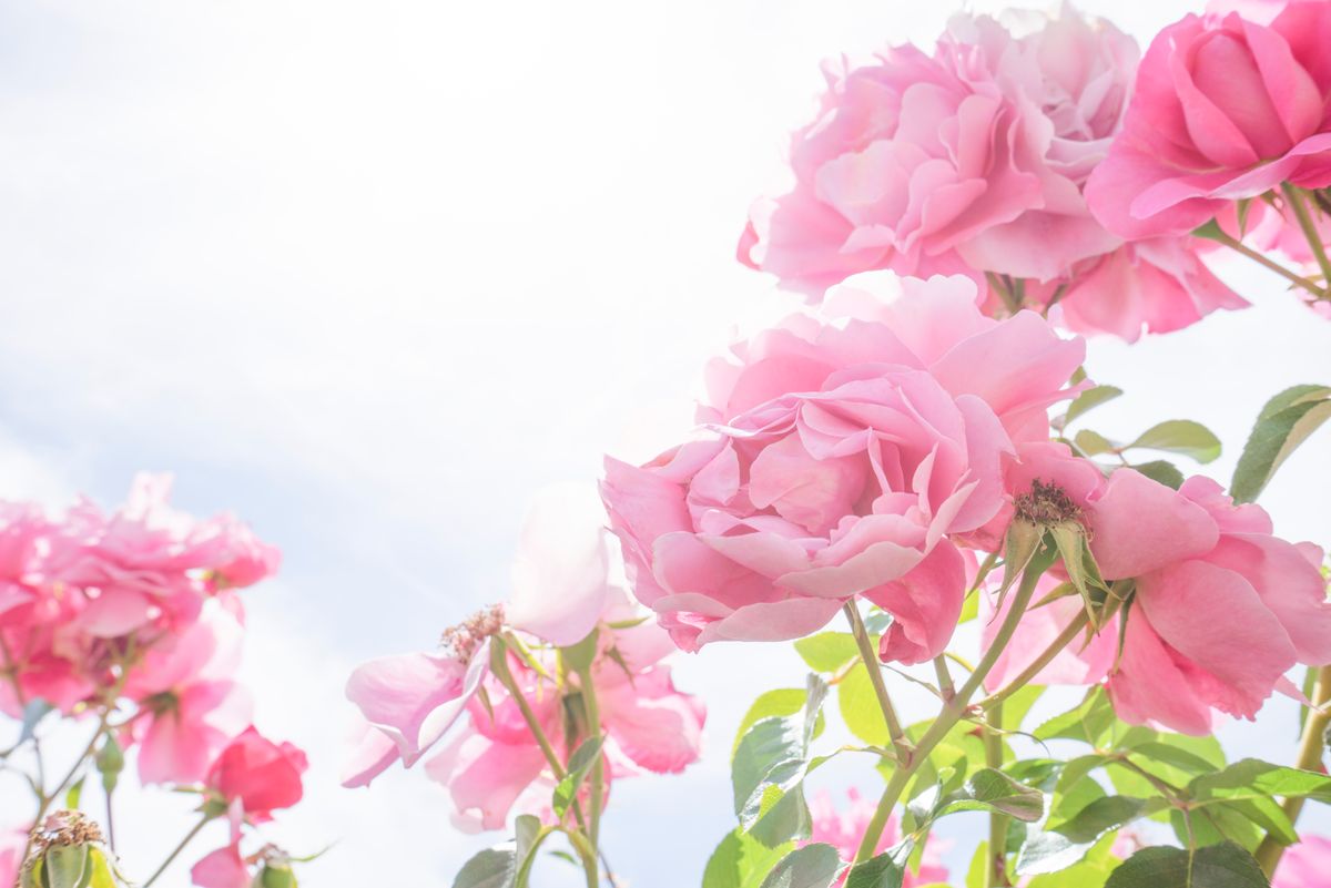 Pink roses in nature, strong backlight