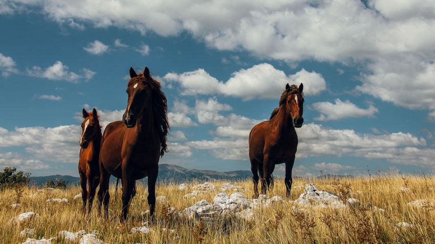 Kvíz kérdést ábrázoló kép.