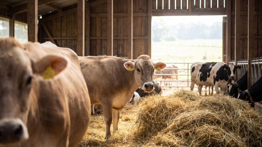 Kvíz kérdést ábrázoló kép.